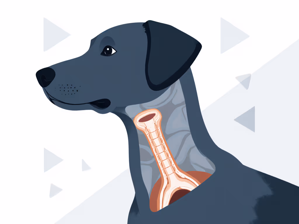 neck_anatomy_diagram_showing_thyroid_notch_and_trachea_location