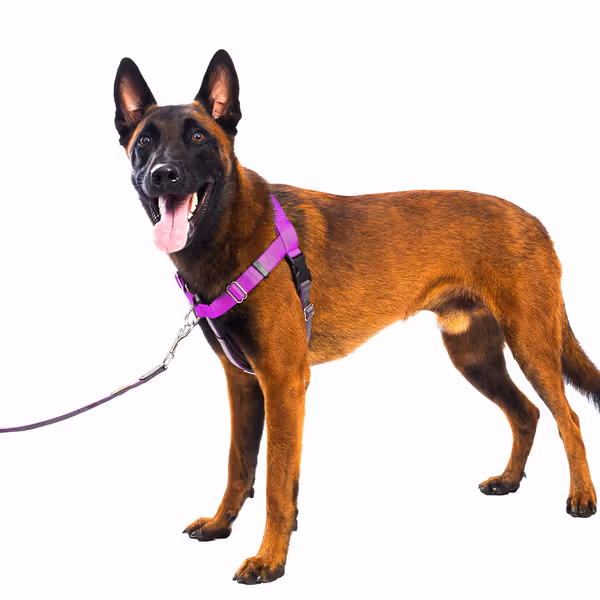 Freedom No Pull Dog Harness